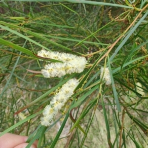 Acacia longissima at Malua Bay, NSW - 25 Aug 2024