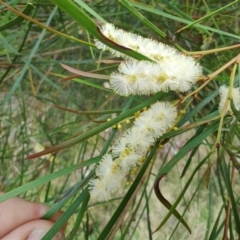 Acacia longissima at Malua Bay, NSW - 25 Aug 2024