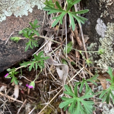 Geranium solanderi var. solanderi at Fentons Creek, VIC - 9 Aug 2024 by KL