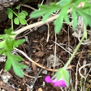 Geranium retrorsum at Fentons Creek, VIC - suppressed