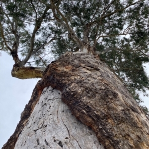 Eucalyptus melliodora at Wanniassa, ACT - 25 Aug 2024