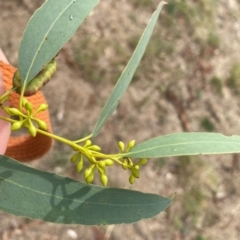 Eucalyptus melliodora at Wanniassa, ACT - 25 Aug 2024 10:47 AM