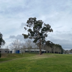 Eucalyptus melliodora at Wanniassa, ACT - 25 Aug 2024