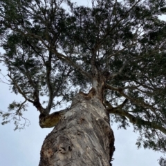 Eucalyptus melliodora at Wanniassa, ACT - 25 Aug 2024