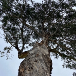 Eucalyptus melliodora at Wanniassa, ACT - 25 Aug 2024