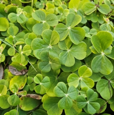 Oxalis bowiei (Bowie Wood-sorrel) at Parkes, NSW - 22 Aug 2024 by Csteele4