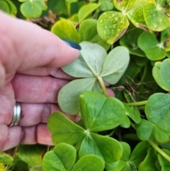 Oxalis bowiei at suppressed - 22 Aug 2024