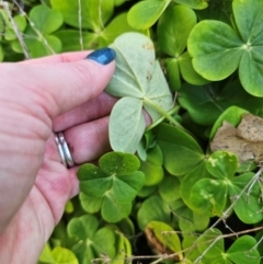 Oxalis bowiei at suppressed - suppressed