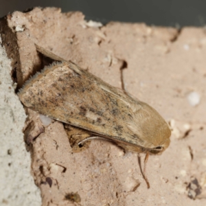 Helicoverpa (genus) at Harrison, ACT - suppressed