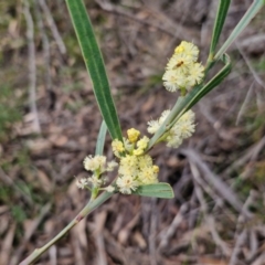 Acacia suaveolens (Sweet Wattle) at Barrengarry, NSW - 25 Aug 2024 by trevorpreston