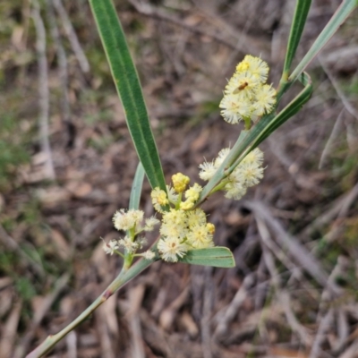 Acacia suaveolens (Sweet Wattle) at Barrengarry, NSW - 25 Aug 2024 by trevorpreston