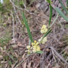 Acacia suaveolens at Barrengarry, NSW - 25 Aug 2024