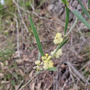 Acacia suaveolens at Barrengarry, NSW - 25 Aug 2024