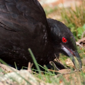 Corcorax melanorhamphos at Ainslie, ACT - 24 Aug 2024 04:15 PM