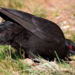 Corcorax melanorhamphos at Ainslie, ACT - 24 Aug 2024 04:15 PM