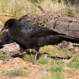 Corcorax melanorhamphos at Ainslie, ACT - 24 Aug 2024 04:15 PM