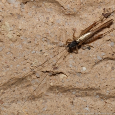 Trigonidium vittaticollis (A sword-tail cricket) at Harrison, ACT - 24 Aug 2024 by DPRees125