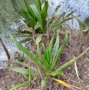 Crinum pedunculatum at suppressed - suppressed