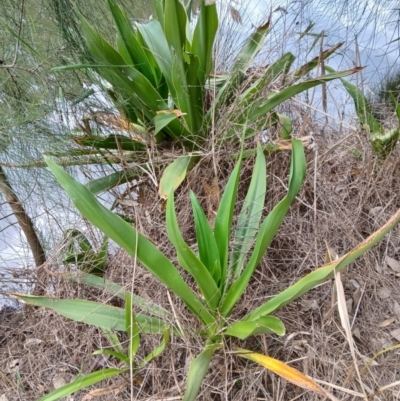 Crinum pedunculatum (Swamp Lily, River Lily, Mangrove Lily) at Kiama, NSW - 24 Aug 2024 by plants