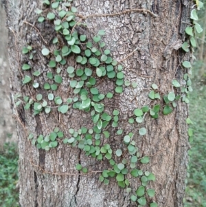 Pyrrosia rupestris at Kiama, NSW - 25 Aug 2024