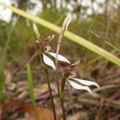 Eriochilus petricola (Bunny Orchids) at Sanctuary Point, NSW - 17 Apr 2024 by RobG1