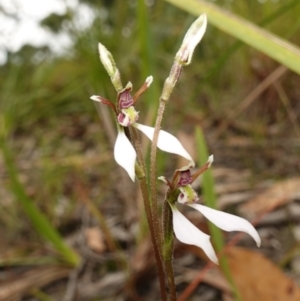 Eriochilus petricola at Sanctuary Point, NSW - 17 Apr 2024