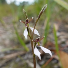 Eriochilus petricola at Sanctuary Point, NSW - 17 Apr 2024