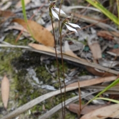 Eriochilus petricola at Sanctuary Point, NSW - suppressed