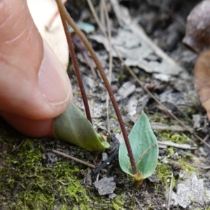 Eriochilus petricola at Sanctuary Point, NSW - suppressed