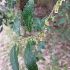 Melicytus dentatus (Tree Violet) at Kiama, NSW - 25 Aug 2024 by plants