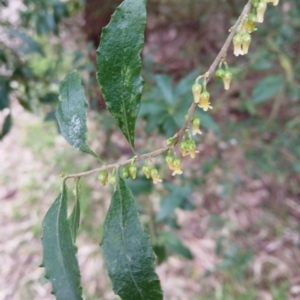 Melicytus dentatus at Kiama, NSW - 25 Aug 2024 10:33 AM