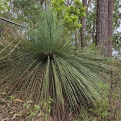 Xanthorrhoea australis (Austral Grass Tree, Kangaroo Tails) at Barrengarry, NSW - 25 Aug 2024 by trevorpreston