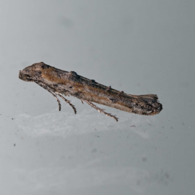 Epermenia exilis (Shark Moth (family Epermeniidae)) at Harrison, ACT - 23 Aug 2024 by DPRees125