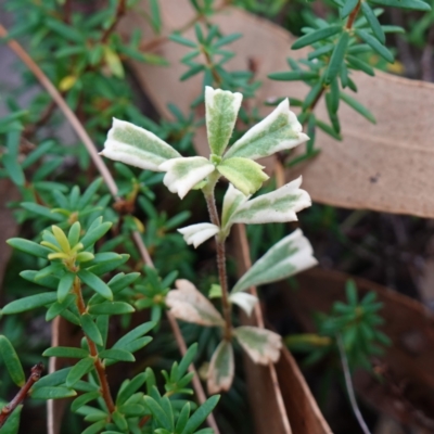 Xanthosia tridentata (Hill Xanthosia) at Sanctuary Point, NSW - 17 Apr 2024 by RobG1