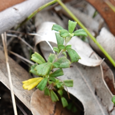 Xanthosia tridentata (Hill Xanthosia) at Sanctuary Point, NSW - 17 Apr 2024 by RobG1