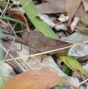 Goniaea australasiae at Sanctuary Point, NSW - 17 Apr 2024