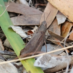 Goniaea australasiae at Sanctuary Point, NSW - 17 Apr 2024