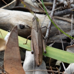 Goniaea australasiae at Sanctuary Point, NSW - 17 Apr 2024