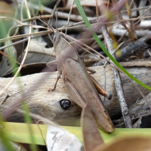 Goniaea australasiae at Sanctuary Point, NSW - 17 Apr 2024