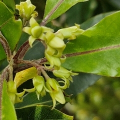 Pittosporum undulatum (Sweet Pittosporum) at Barrengarry, NSW - 24 Aug 2024 by trevorpreston