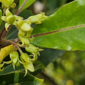 Pittosporum undulatum at Barrengarry, NSW - 25 Aug 2024 09:26 AM