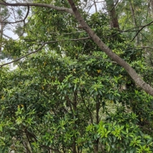 Pittosporum undulatum at Barrengarry, NSW - 25 Aug 2024