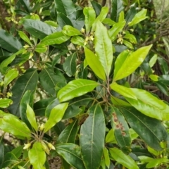 Pittosporum undulatum at Barrengarry, NSW - 25 Aug 2024