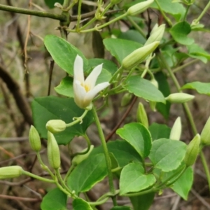 Clematis aristata at Barrengarry, NSW - 25 Aug 2024 09:22 AM