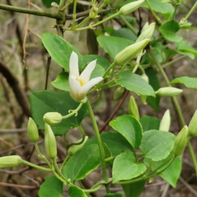 Clematis aristata (Mountain Clematis) at Barrengarry, NSW - 24 Aug 2024 by trevorpreston