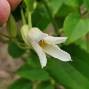 Clematis aristata at Barrengarry, NSW - 25 Aug 2024 09:22 AM