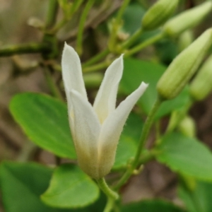 Clematis aristata at Barrengarry, NSW - 25 Aug 2024 09:22 AM