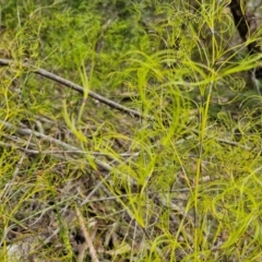 Caustis flexuosa (Curly Wigs) at Barrengarry, NSW - 24 Aug 2024 by trevorpreston