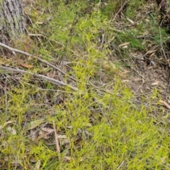 Caustis flexuosa at Barrengarry, NSW - suppressed