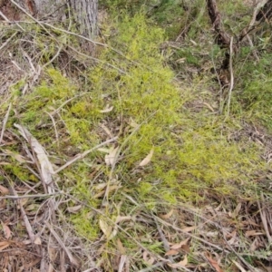 Caustis flexuosa at Barrengarry, NSW - suppressed